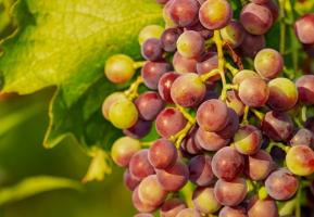 Uprawiamy winogron z nasion
