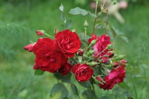 Kanadyjski ogród różany są dobre dla rosyjskich (zwłaszcza w zimnych regionach)