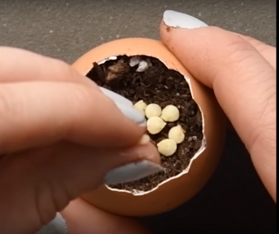 Sadzenie nasion w jajo