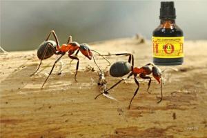 Jod eliminując mrówki