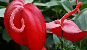 Scherzer Anthurium. Jak osiągnąć ciągłe kwitnienie