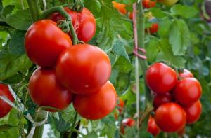 Co jest teraz potrzebne do pomidorów w ogrodzie