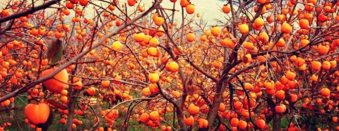 Persimmons rosną na drzewach, ale uważa się, berry | ZikZak