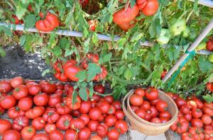Dolne liście, tym wyższa jest wydajność pomidorów (nawożenie sposób szczególny i nawadniania)