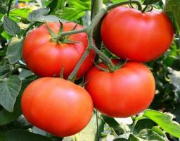 Unikalne odmiany pomidorów - „Bobcat F1”. Hybrydowy, który chwalony przez wielu ogrodników.