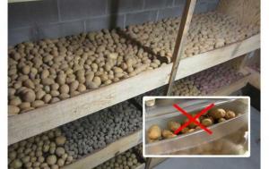 Błędy w składowisku ziemniaków. Jak przechowywać ziemniaki.