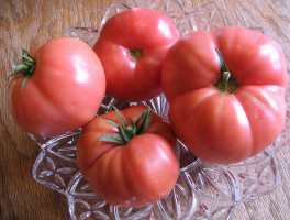 6 undemanding niewymiarowe pomidor hodowli syberyjskiej