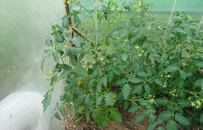 11 czerwca 2019, Kursk. Dwa krzak pomidora wyznacznikiem jednego rodzaju mycorrhizal i bez prawie nie różnią.