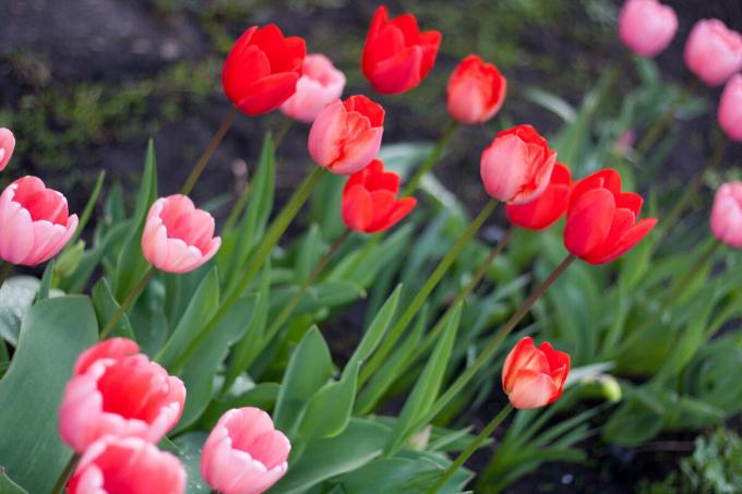 Rosnę prostych odmian tulipanów (patrz zdjęcie), ale plan aby z lekkim fioletowym frędzlami. Jeśli mogę znaleźć!