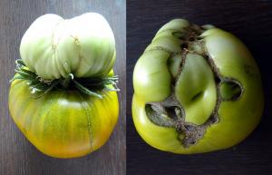 Prawda o podwójnych kwiatów w pomidorach, usuwać lub nie