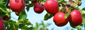 Jabłoń - technika rolnicza i funkcje biologiczne