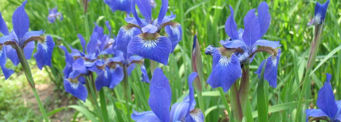 Iris flower sylwetki mgliście przypomina skomplikowany storczyków