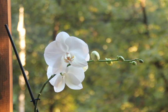 Mój biały Phalaenopsis latem tego roku zakwitły po raz pierwszy po zakupie. Miej artykuł na swojej stronie na portalu społecznościowym, tak aby nie stracić i dzielić się z przyjaciółmi!