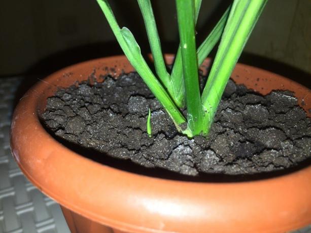 Mój mały Spathiphyllum zaczęła rosnąć w połowie listopada
