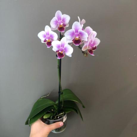 Kwitnienie Phalaenopsis. Zdjęcie do artykułu są pobierane z Internetu