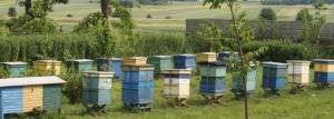 Jak zorganizować pszczoła Mini Farma
