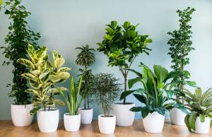 Wybór roślin w pomieszczeniach - od czego zacząć