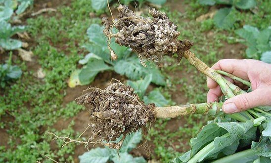 Zarodniki grzyba można łatwo przetrwać w glebie przez 7 lat. Zdjęcie: Koledzy