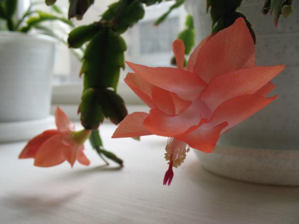 To jest ciekawe: Dekabrist często mylone z rhipsalidopsis. Uwaga kwiat Schlumbergera on „warstwowy”. W rhipsalidopsis kwiat składa się z jednej kondygnacji
