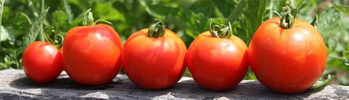Świeże pomidory na stole zawsze jest droga!