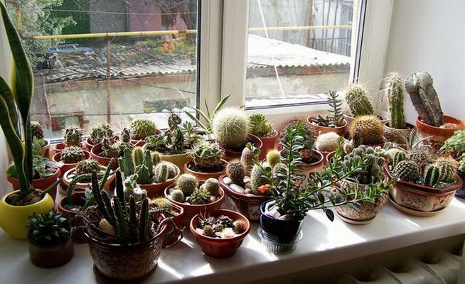 Kolekcja kaktusów na południowym oknie