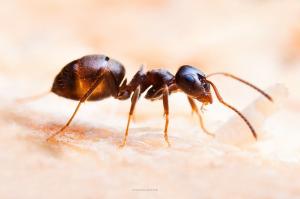 Od mrówki dostarczyć semoliny tylko dodatkowy składnik