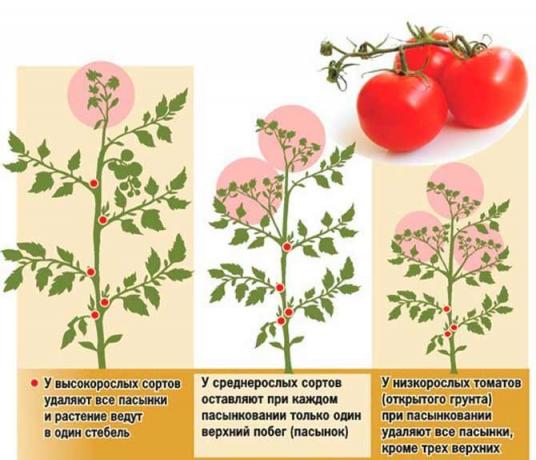 Pasynkovanie pomidor ma kilka programów | Źródło zdjęcia my-fasenda.ru