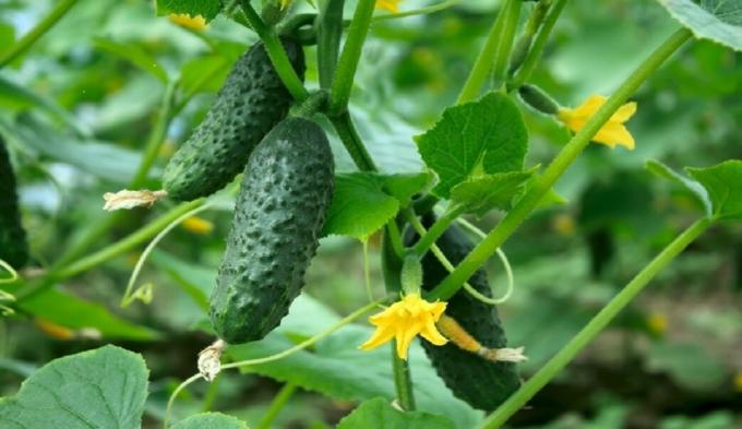 Jeśli ogórki gorzki, nie należy rzucać je od razu. Po wystawieniu na działanie wysokich temperatur znika goryczy. Zobacz: http://agro-plant.ru