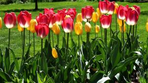 Cięcie tulipanów: szkodzi roślinę i jak to zrobić?