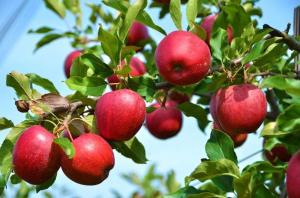 Co jeśli jabłka i śliwki nie owocować?