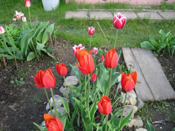 Tak, tulipany - to proste. Ale w dobrym stylu!