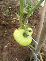 Pomidory w lipcu. Zapobieganie koniuszka zgnilizna i karmienie