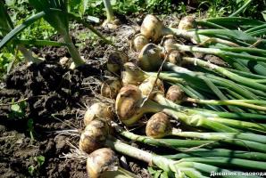 Stare rosyjskie metody uprawy cebuli
