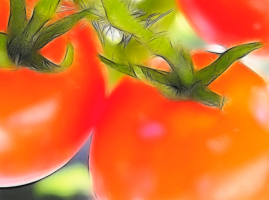5 sposobów, aby przyspieszyć dojrzewanie pomidorów