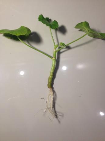 Geranium łodygi z korzeniami (foto-Internet)
