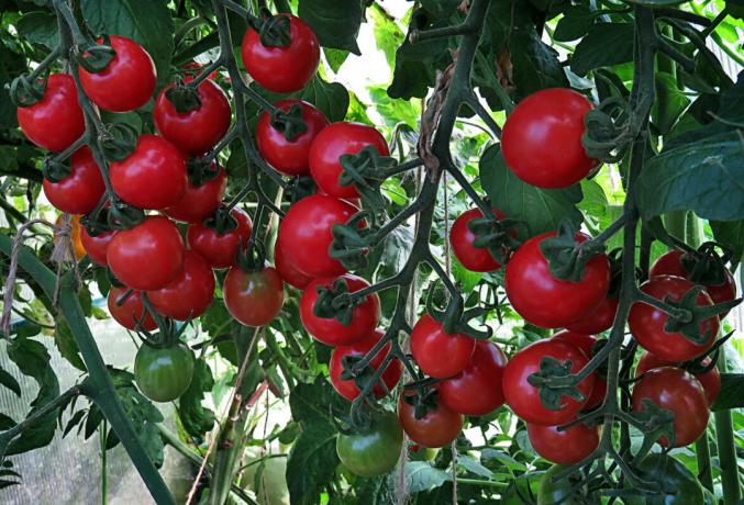 Pomidory dojrzewające na krzaku, korzyści znacznie w smaku i zapachu w „oknie”