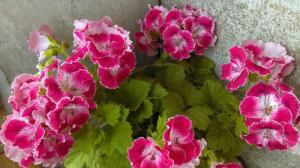 Nawożenie w geranium wiosną: 3 opcje do rozpoczęcia masowego kwitnienia