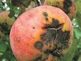 Najlepsze metody do zwalczania parcha na jabłoni.