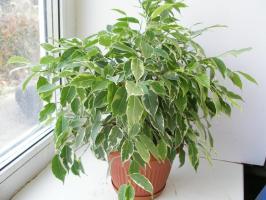 Ficus benjamina zima: jak pomóc Biedactwo, tracą liście
