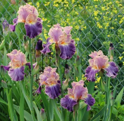 Iris można nazwać boski kwiat. Starożytni Grecy nazwali roślinę na cześć swojej bogini Iris, który zstępuje z nieba w świecie śmiertelników nad tęczą. Iris i tłumaczy się jako „Tęcza” w dalszej botanicy nie zdecydował się czegokolwiek dotknąć w nazwach. I słusznie!