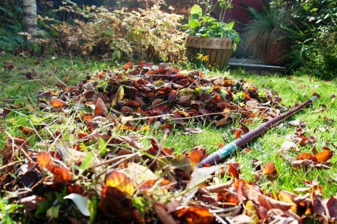 Opadłych liści w ogrodzie (roslyny.com)