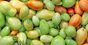 Już w październiku, ale nadal zielone pomidory? W jaki sposób można przyspieszyć ich dojrzewanie?