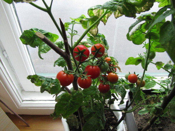 Poszukiwane pomidory