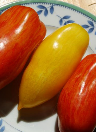 Odmiany pomidorów Banana nogi (pokazane żółty)