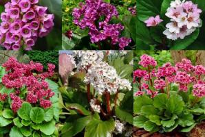 Piękne i roślin leczniczych w Twojej okolicy