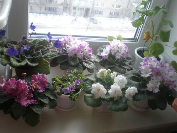 Wariant rzadko: fiolety, kwitnące zimą. Zobacz: http://ssdosug.ru
