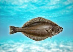 Halibuta ryby: opis, korzyści i ewentualne szkody dla organizmu