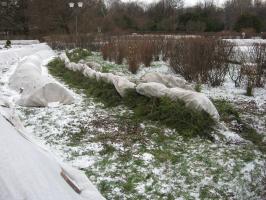 Świerkowe gałęzie schronienia na zimę: Jak niebezpieczna i jak to zrobić