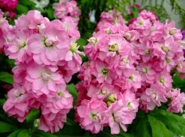 Top 8 pachnących kwiatów dla klombów