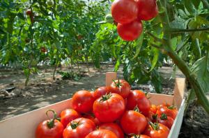 Jak rosną bogaty plon pomidorów: Liście kontrolne